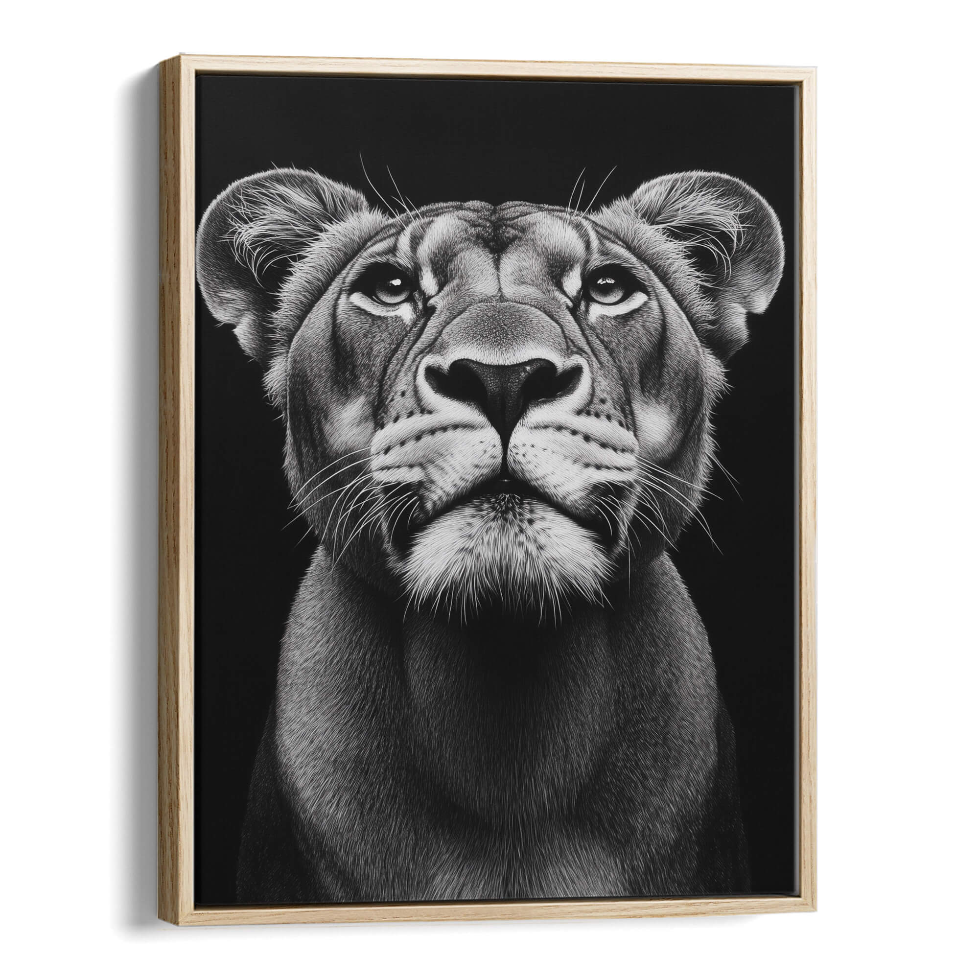 Lioness Looking Up Canvas Print Canvas Art Wildfrog Art
