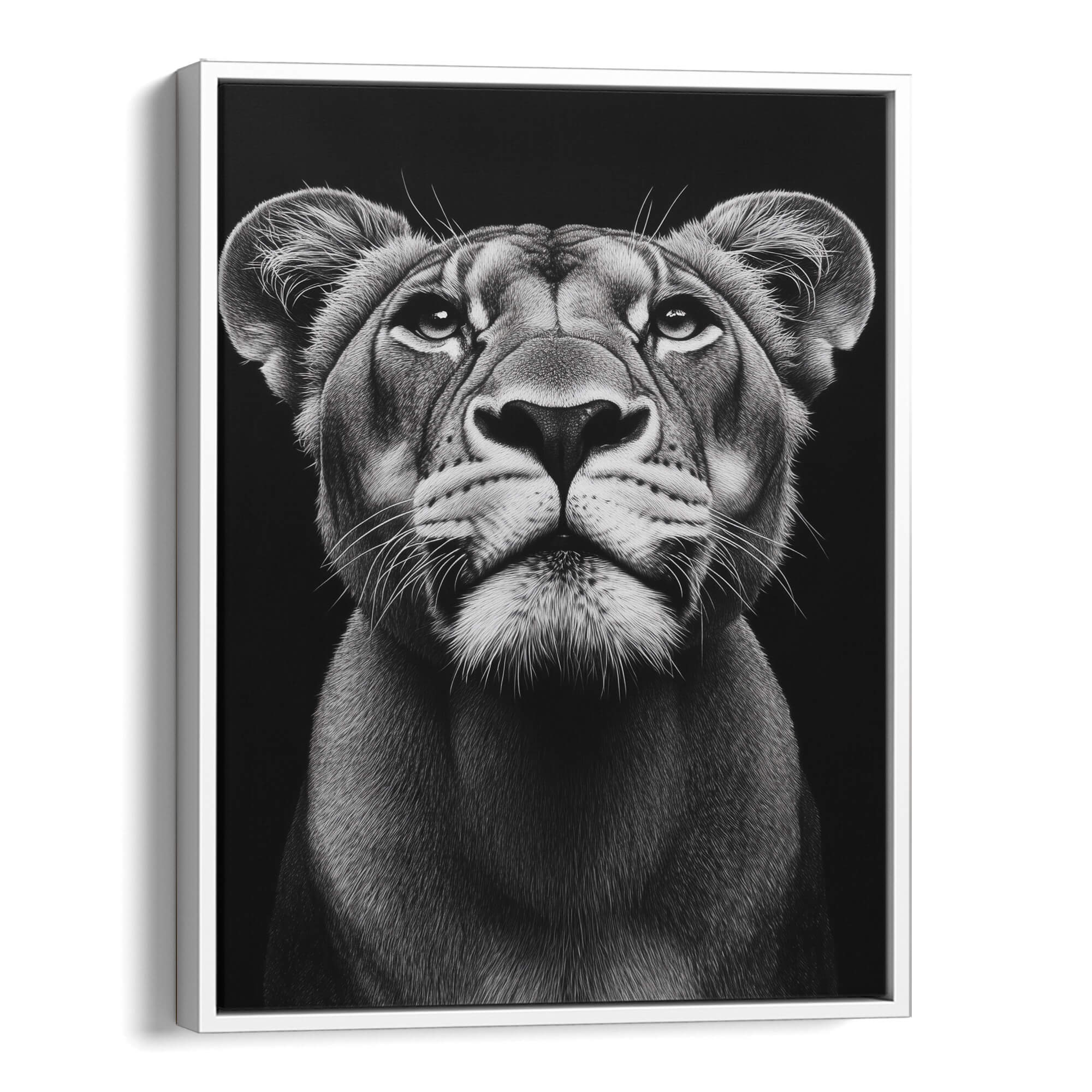 Lioness Looking Up Canvas Print Canvas Art Wildfrog Art