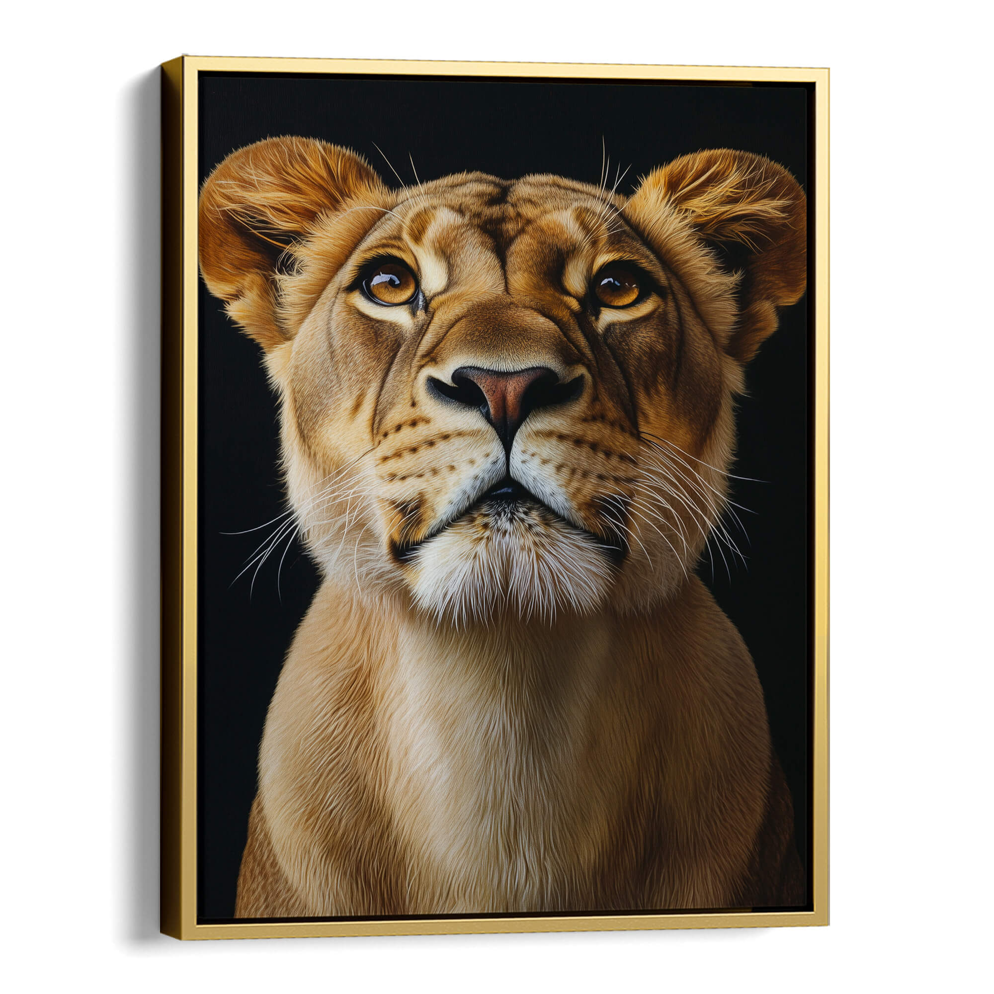 Lion Looking Up Canvas Print Canvas Art Wildfrog Art