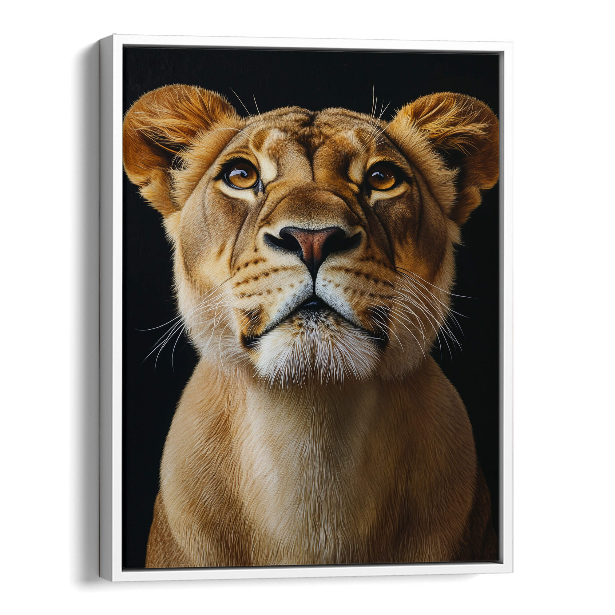 Lion Looking Up Canvas Print Canvas Art Wildfrog Art