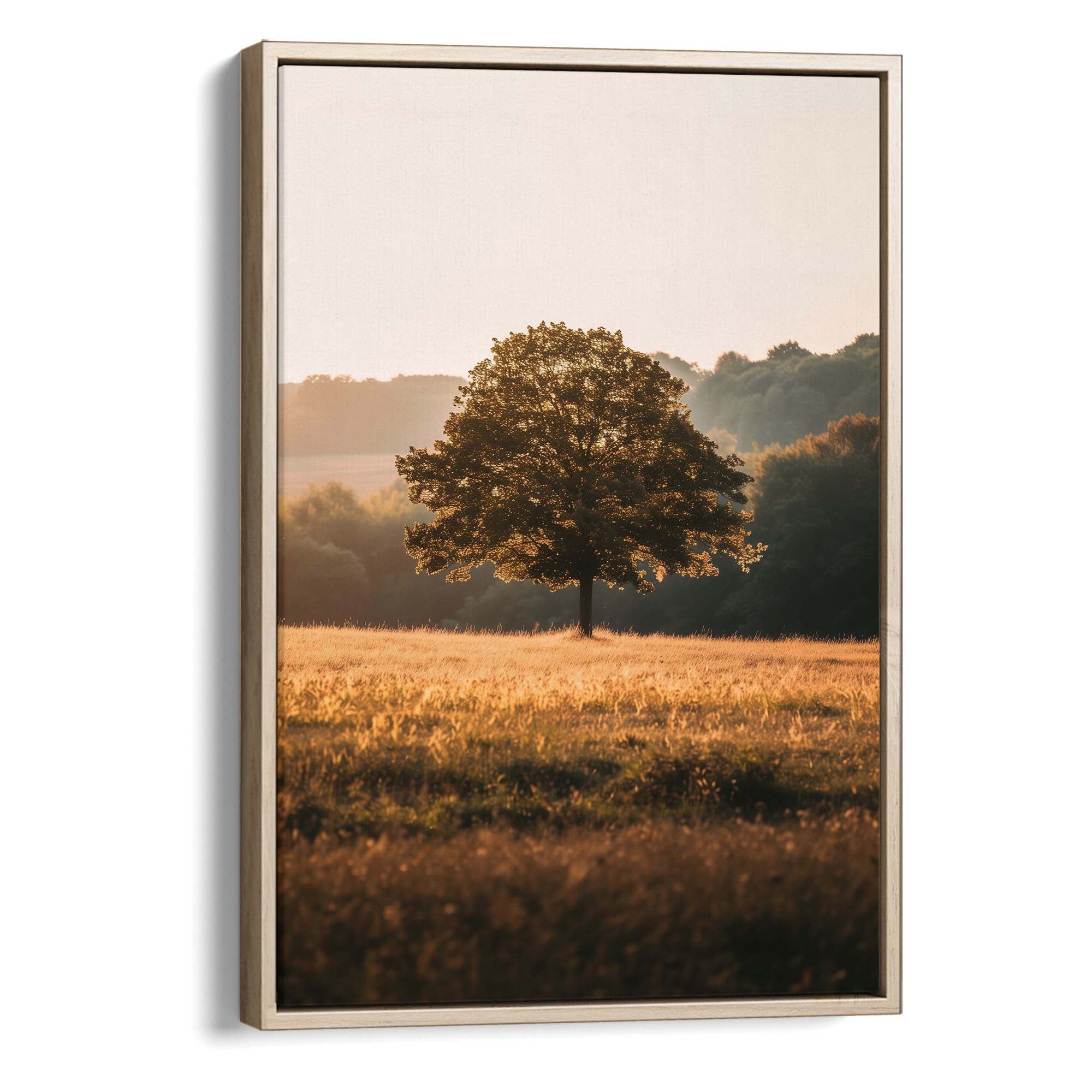 Sunlit Sanctuary Canvas Print