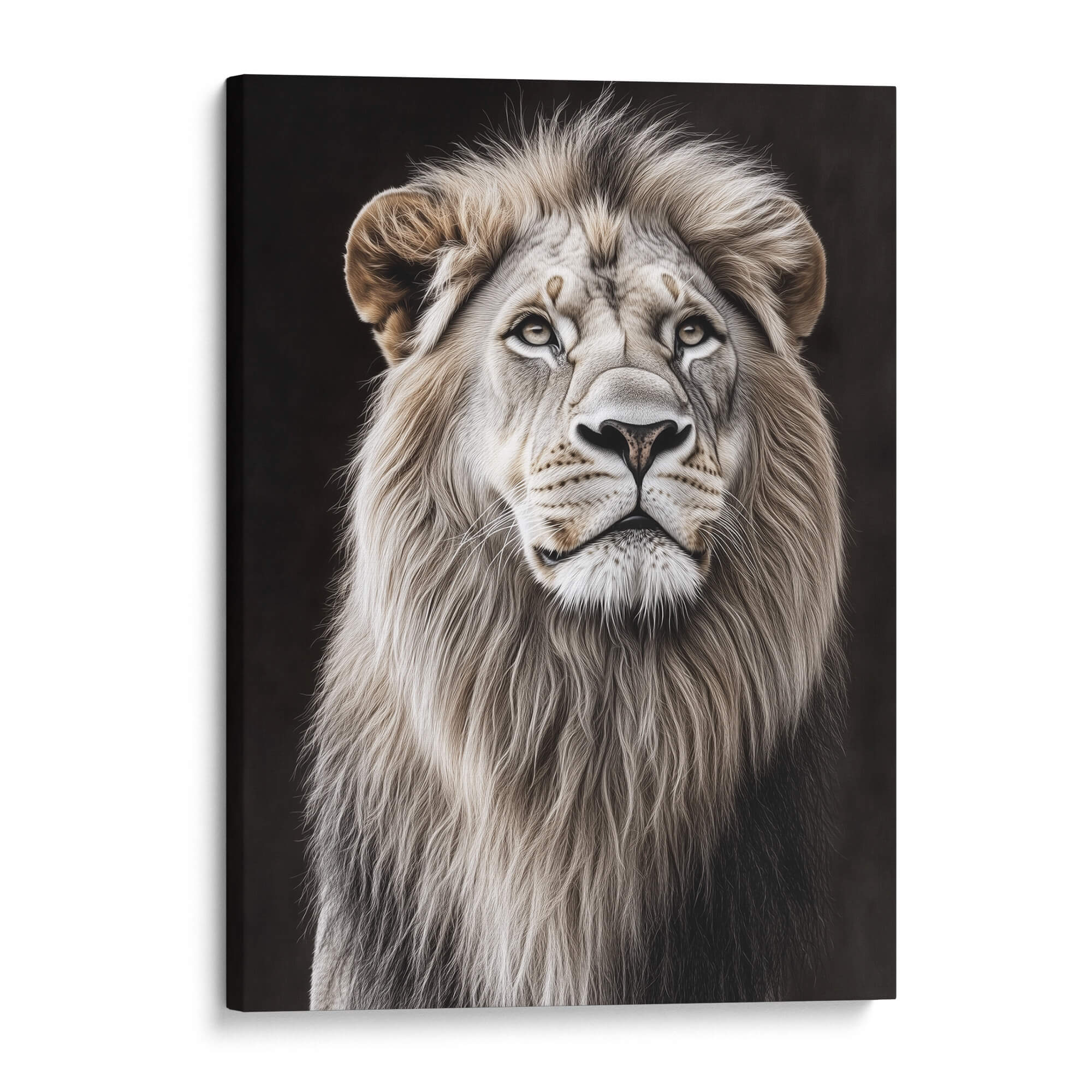 White Lion Looking Sideways Canvas Print Canvas Art Wildfrog Art