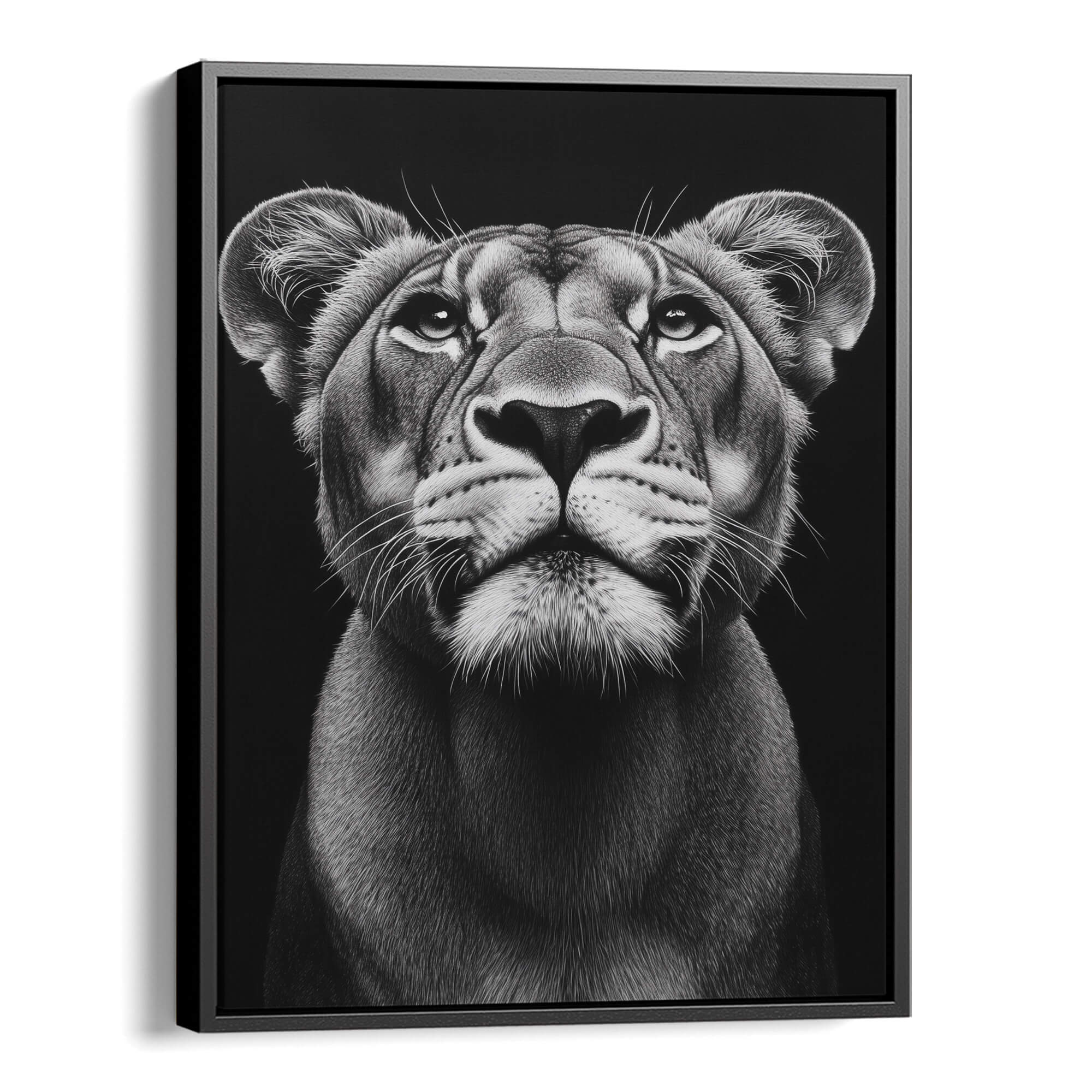 Lioness Looking Up Canvas Print Canvas Art Wildfrog Art