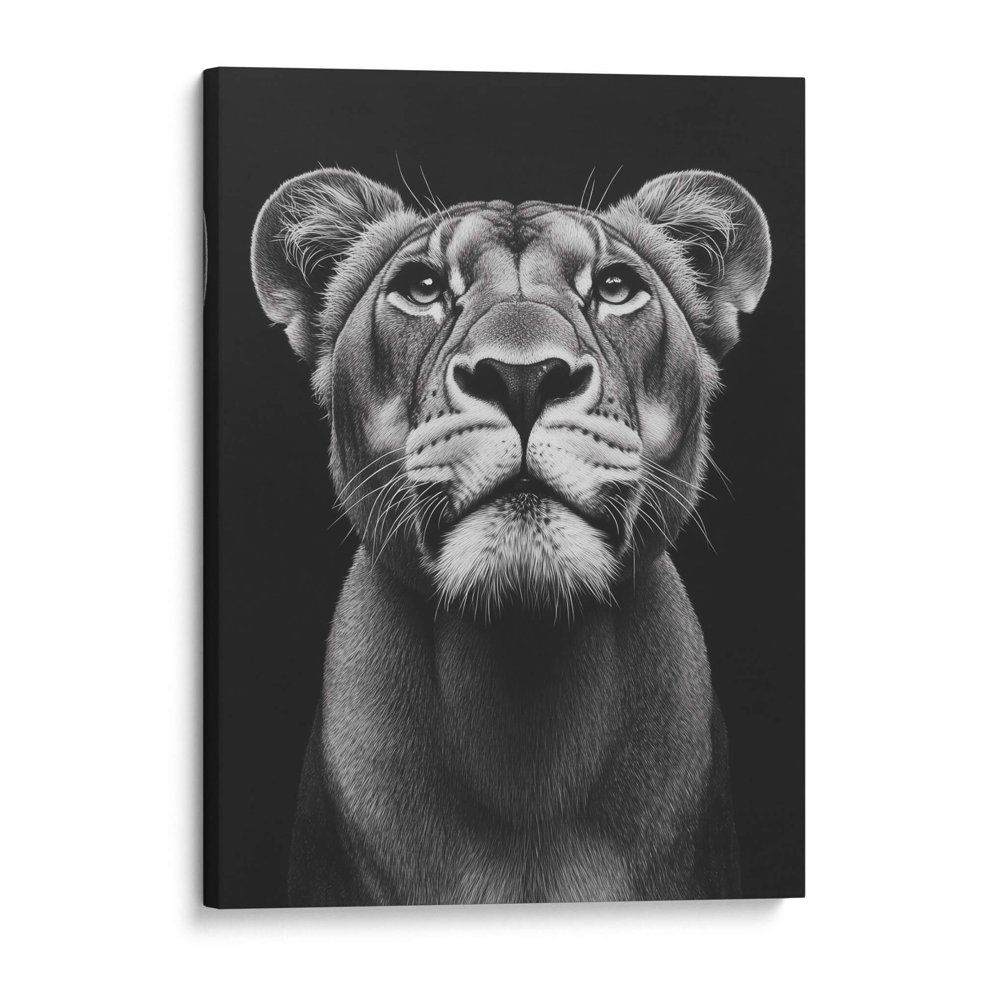 Lioness Looking Up Canvas Print Canvas Art Wildfrog Art