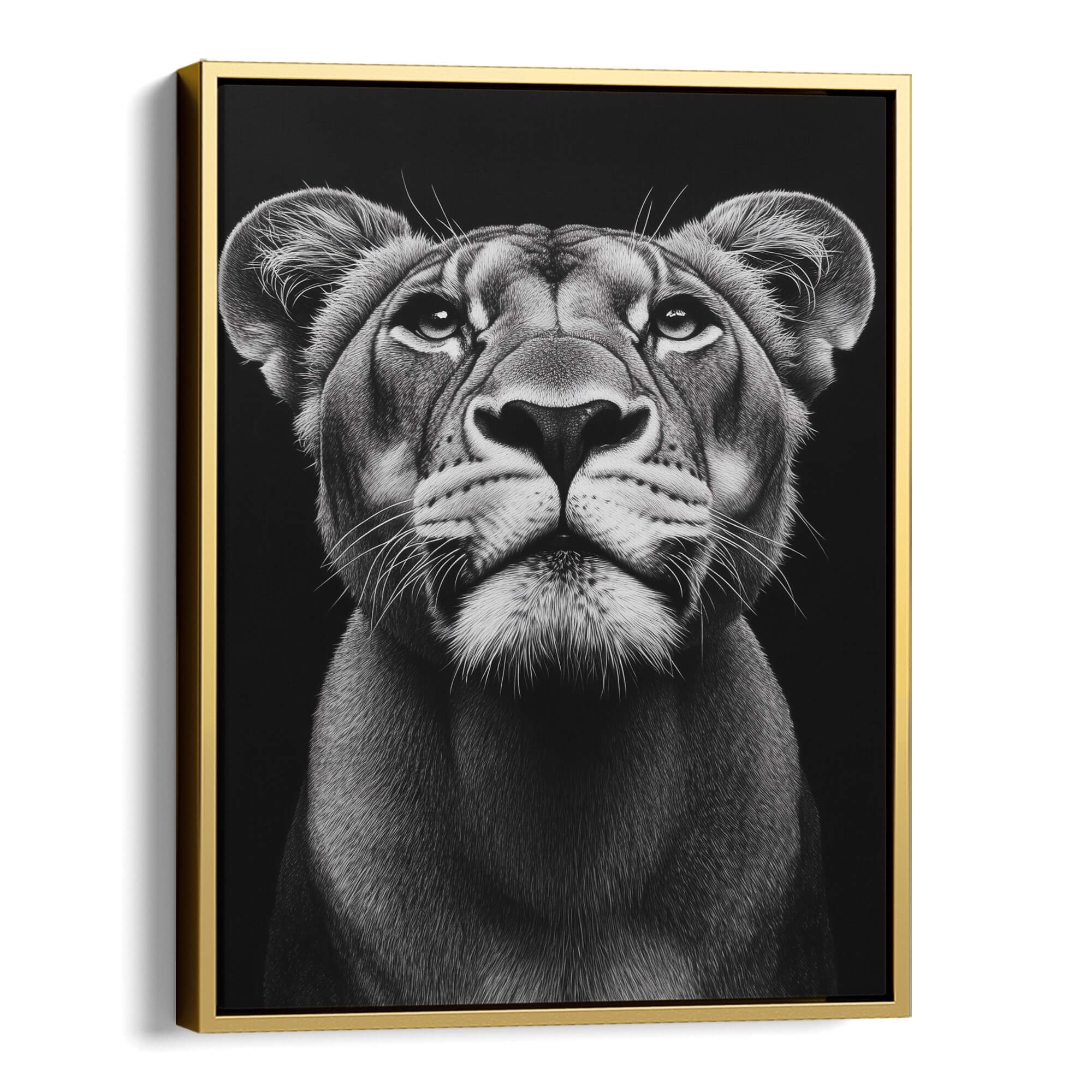 Lioness Looking Up Canvas Print Canvas Art Wildfrog Art