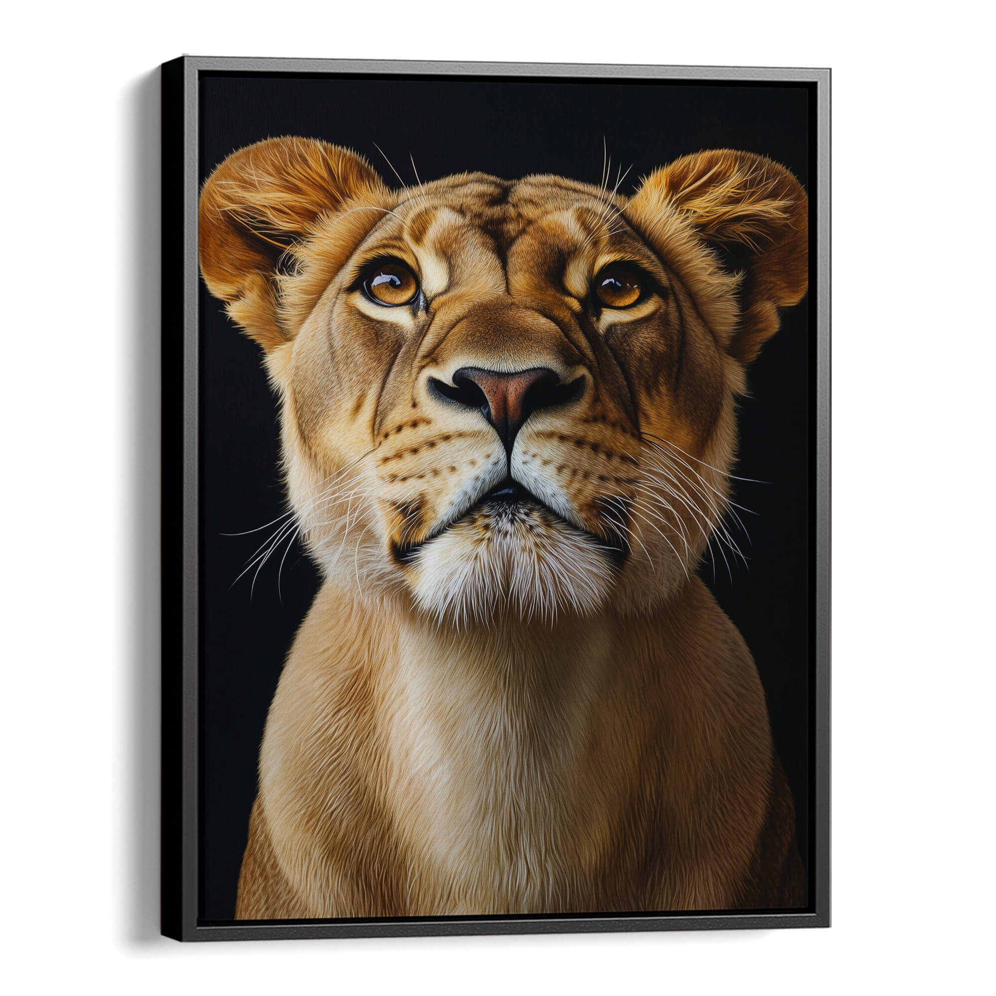 Lion Looking Up Canvas Print Canvas Art Wildfrog Art