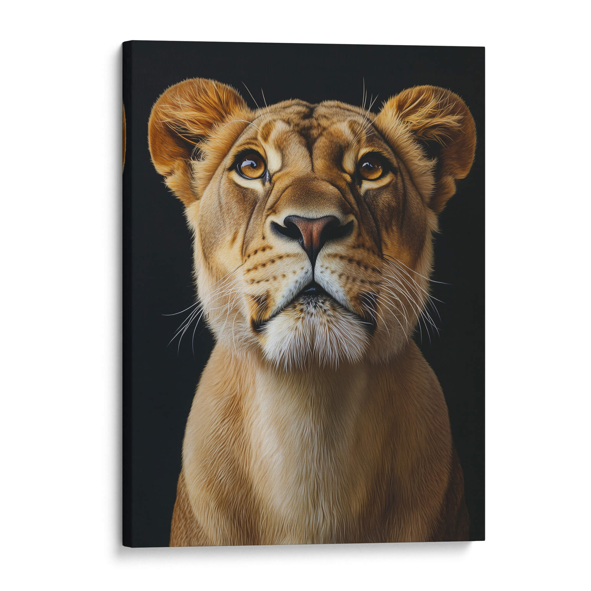 Lion Looking Up Canvas Print Canvas Art Wildfrog Art