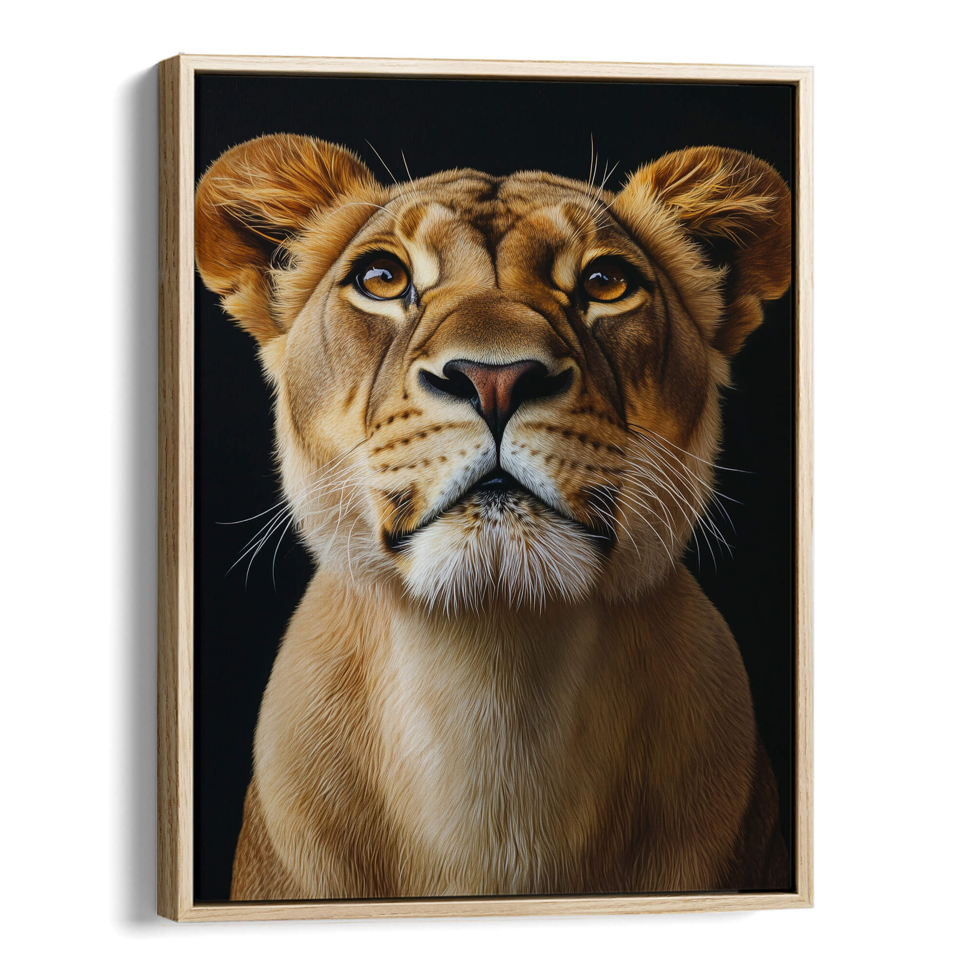 Lion Looking Up Canvas Print Canvas Art Wildfrog Art