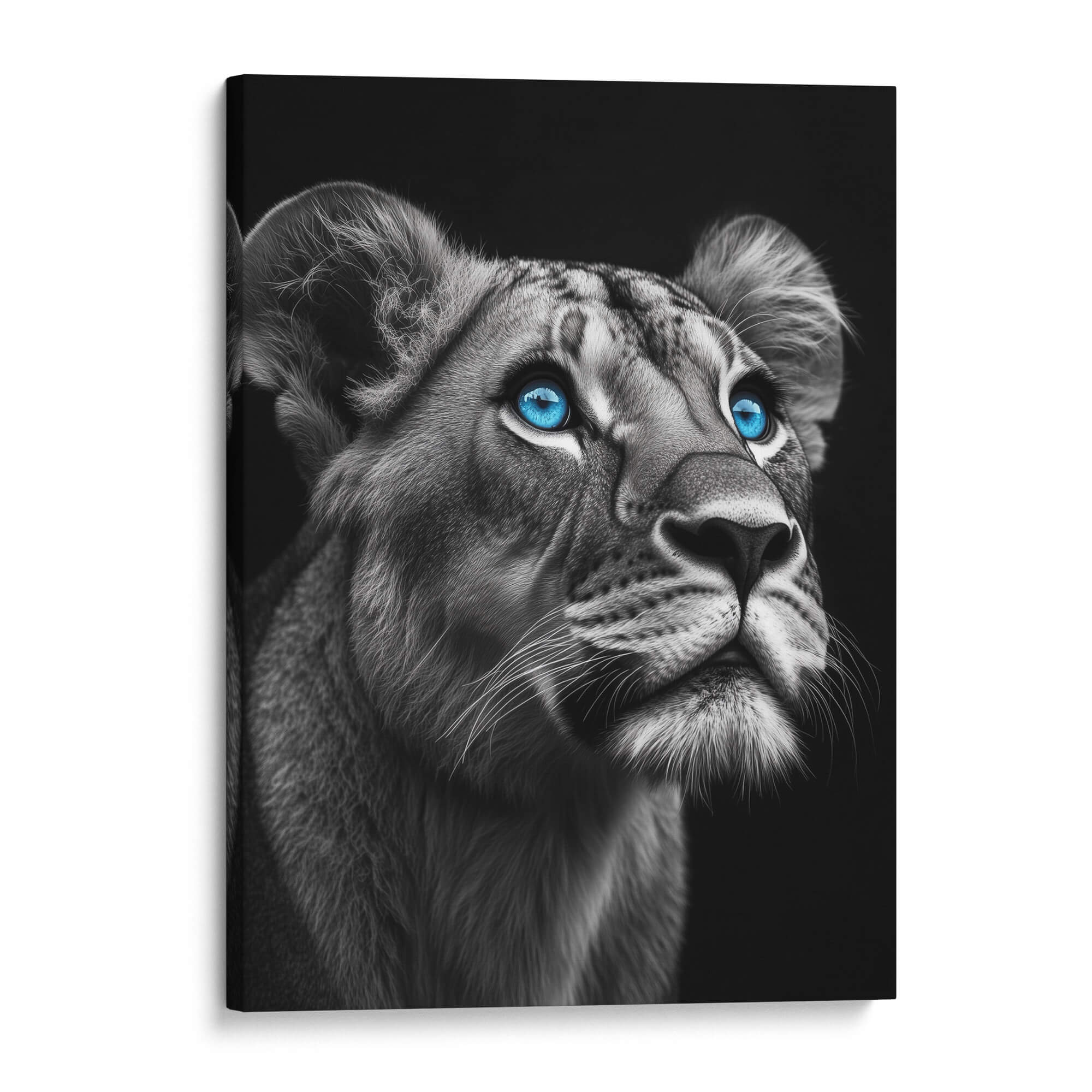 Lioness with Blue Eyes Side View Canvas Print Canvas Art Wildfrog Art