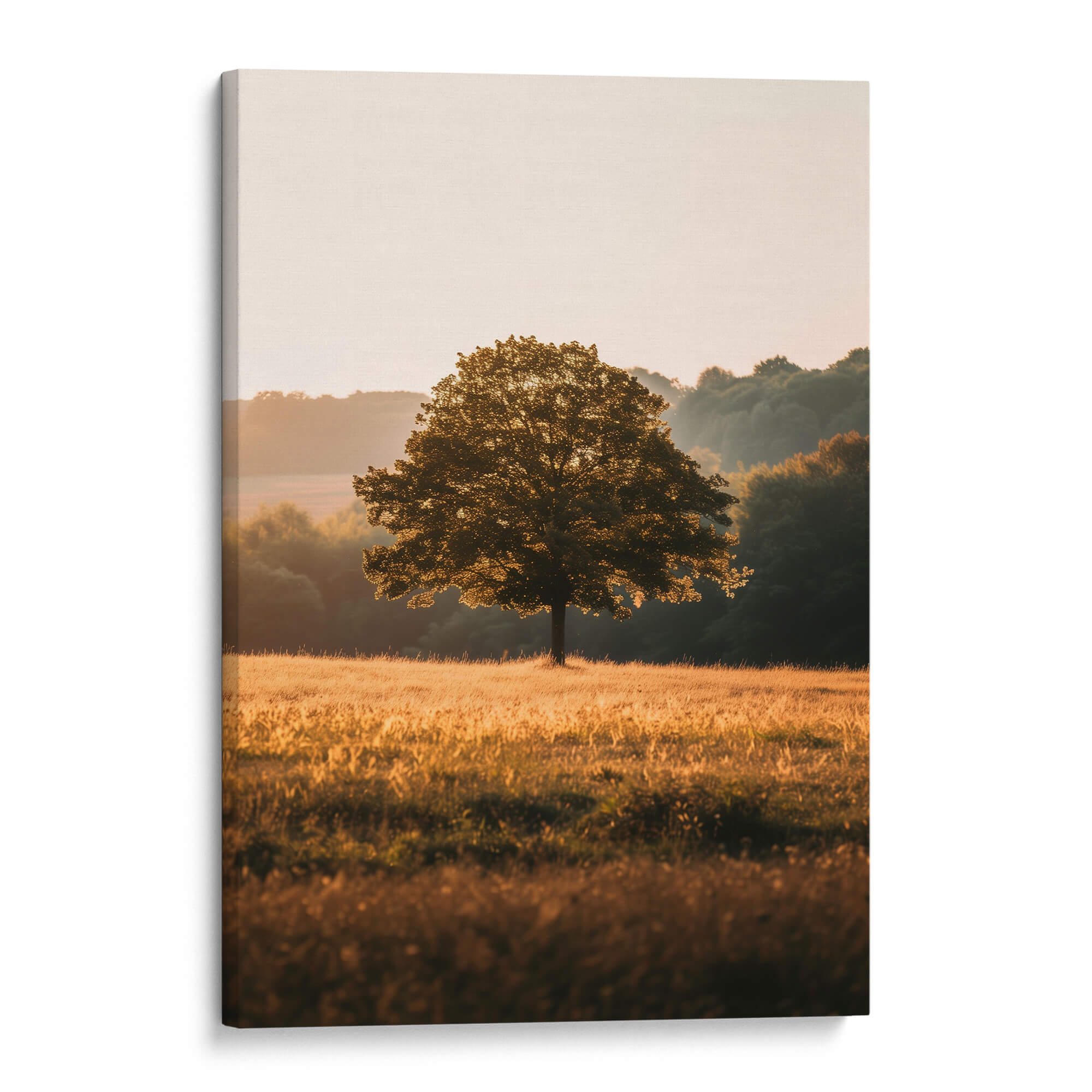 Sunlit Sanctuary Canvas Print