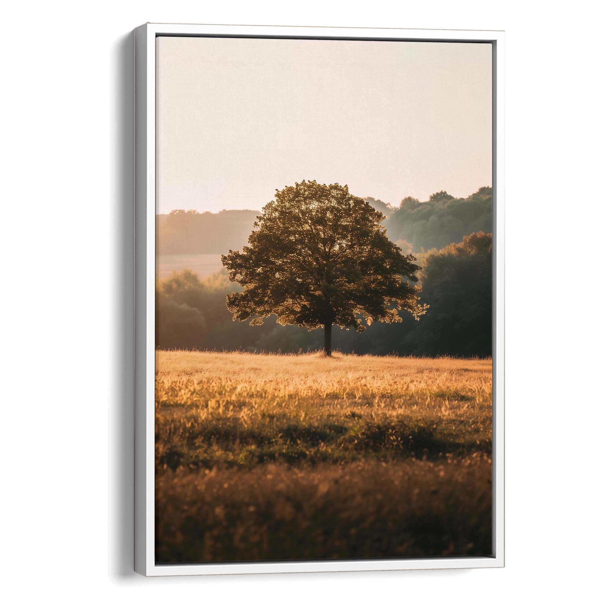 Sunlit Sanctuary Canvas Print