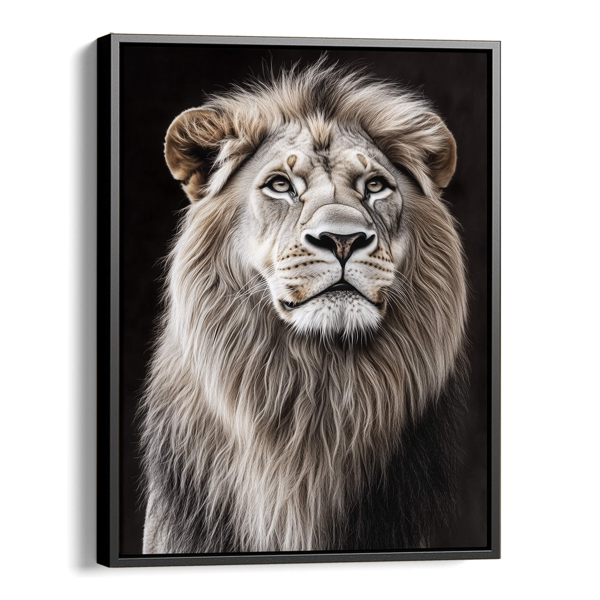 White Lion Looking Sideways Canvas Print Canvas Art Wildfrog Art