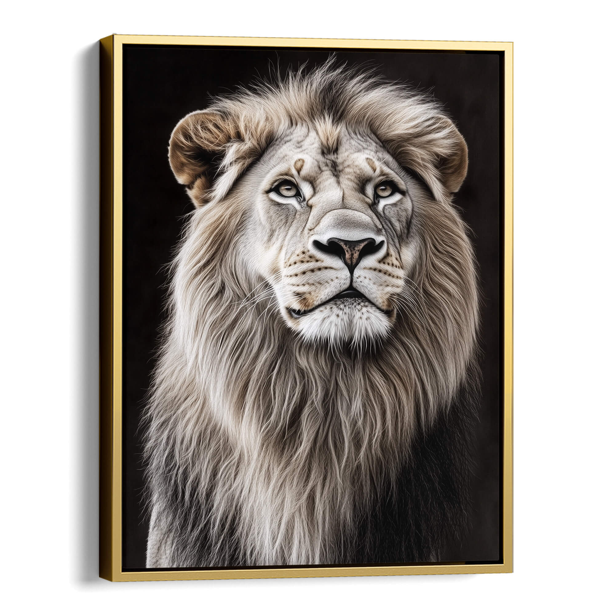 White Lion Looking Sideways Canvas Print Canvas Art Wildfrog Art