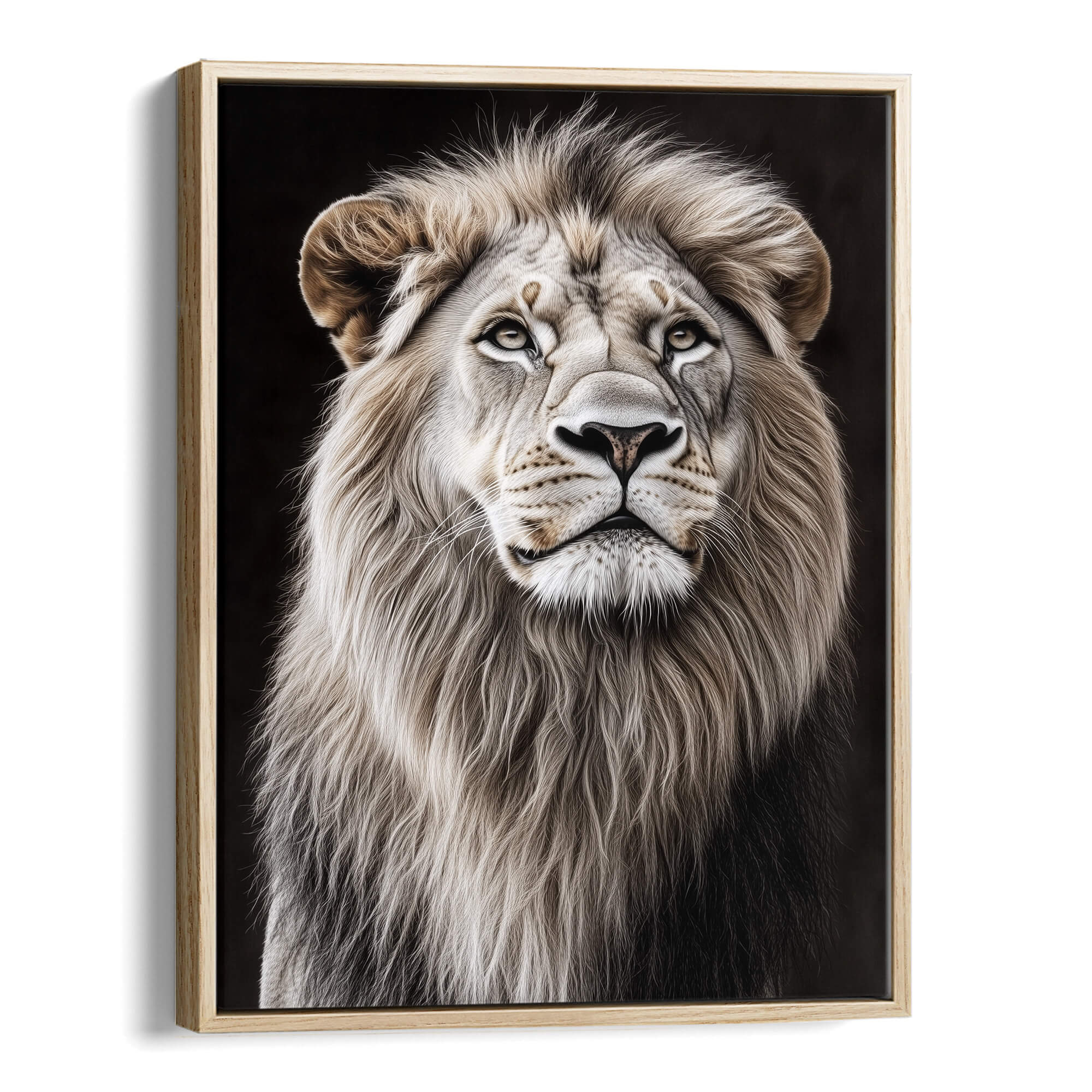 White Lion Looking Sideways Canvas Print Canvas Art Wildfrog Art