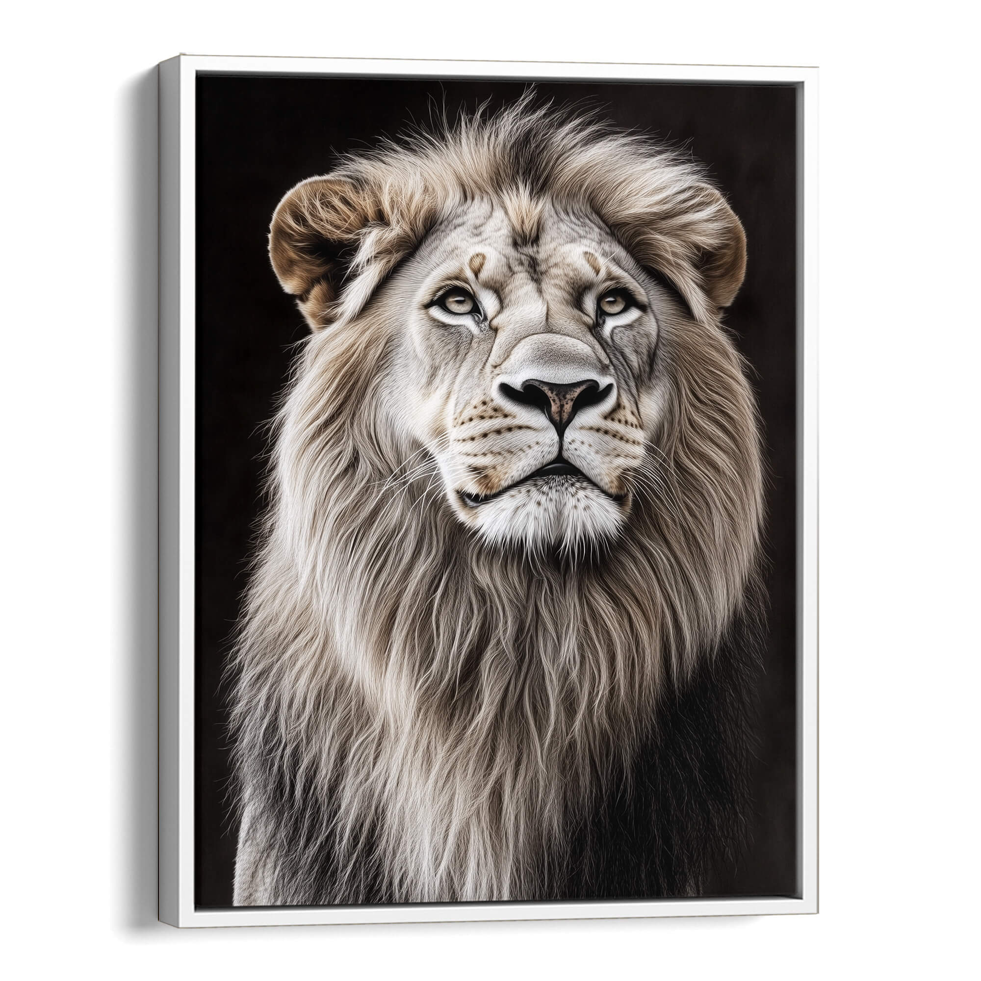 White Lion Looking Sideways Canvas Print Canvas Art Wildfrog Art
